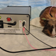 A device developed by researchers at the University of Michigan, seen above being tested on a guinea pig, might help treat people’s tinnitus. Photo: David Martel, Christopher Chang/University of Michigan.
